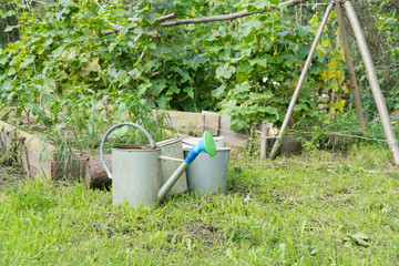 garden in the yard with seedlings and watering can