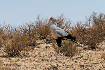 Messager sagittaire, Serpentaire,.Sagittarius serpentarius, Secretarybird, Afrique