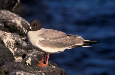 Mouette à queue fourchue,.Creagrus furcatus, Swallow tailed Gull