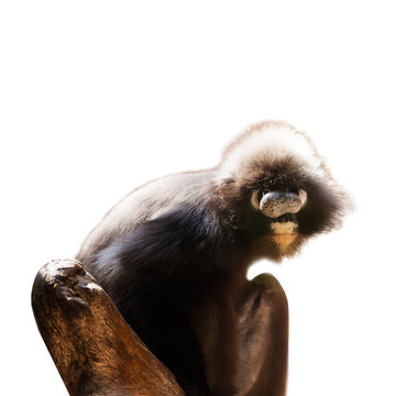 Animal pictures Dusky Langur Isolated from a white background.