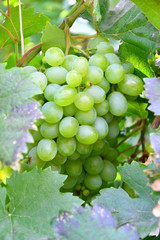 Green Color grapes ripen in summer garden