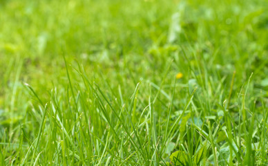 close-up of green grass stems with sunlight