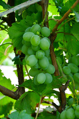 Green Color grapes ripen in summer garden
