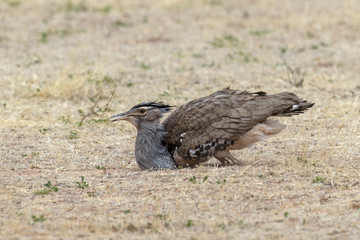 Outarde kori, parades, Ardeotis kori, Kori Bustard, Afrique du Sud