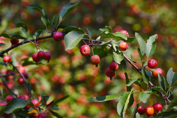 red ripe apples on tree branches
