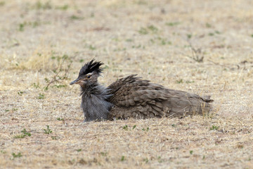 Outarde kori, parades, Ardeotis kori, Kori Bustard, Afrique du Sud