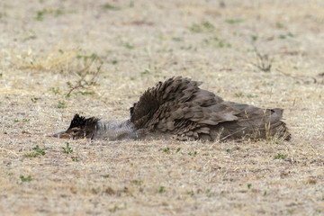 Outarde kori, parades, Ardeotis kori, Kori Bustard, Afrique du Sud