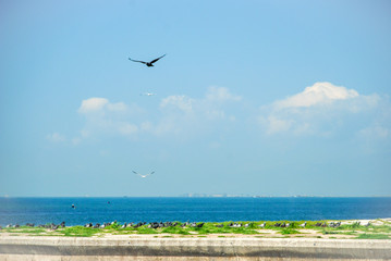 Fototapeta na wymiar birds on the coast by the sea