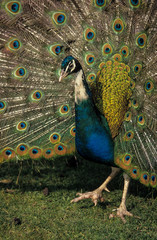 Paon bleu,. Pavo cristatus, Indian Peafowl