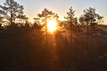 Pine trees welcoming a new day