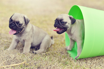 Cute puppy brown Pug playing in green bucket