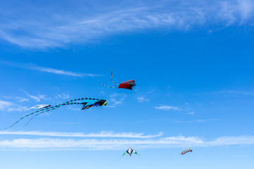Kites flying in the sky