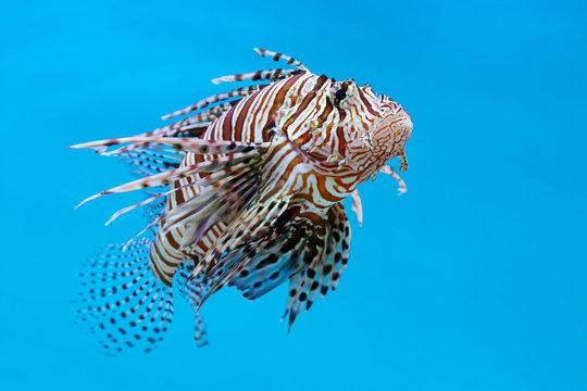 Lionfish, Zebrafish, Turkeyfish, Firefish, Butterfly-cods (Pterois sp.) a venomous marine fish on blue background