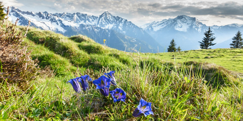 Panorama von Alpenblumen Enzian in den Bergen