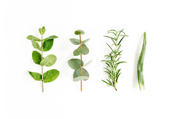Obraz na płótnie Canvas Mix of herbs, green branches, leaves mint, eucalyptus, rosemary, aloe Vera and plants collection on white background. Set of medicinal herbs. Flat lay. Top view.
