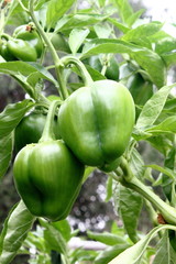 Green Capsicums