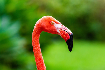 Flamingo portrait