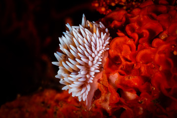 Naklejka na ściany i meble Cape silvertip nudibranch (Jalonus capensis)