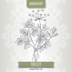 Parsley aka Petroselinum crispum sketch on elegant lace background.