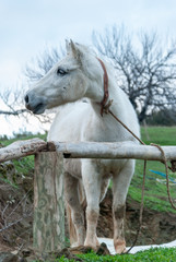 White Horse Tied To A Wood Rail. Horse looking her right.