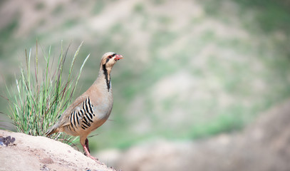 The chukar partridge (Alectoris chukar), gamebird in the pheasant family Phasianidae. Bird at Binggou Danxia, Gansu province, China. 