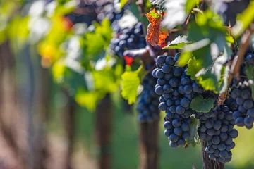 Foto op Plexiglas mooie frisse blauwe druiven in de nazomer wijngaard © babaroga