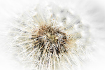 Dandelion macro close up, isolated on white.  Photo taken at the Hoeksche Waard, Zuid-Holland, Netherlands. 