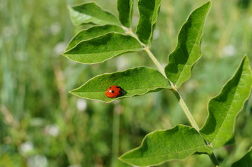 Fototapeta premium Божья коровка