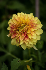 Yellow and red dahlia