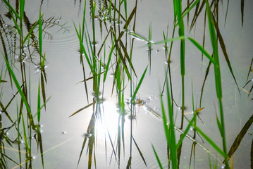 Obraz premium green reed grass in the water, with reflection with sunshine.