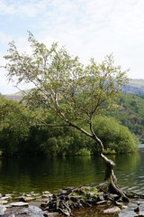 Fototapeta na wymiar Isolated Tree on a Lake 