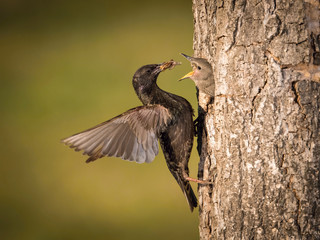 The Common Starling, Sturnus vulgaris is flying with some insect to feed its chick, the young bird is opening its beak to be feeded, pretty golden light, green background..