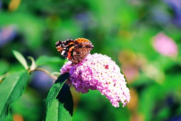 Butterfly on a Lavender Blossom