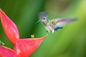 The hummingbird is soaring and drinking the nectar from the beautiful  flower in the rain forest environment. Flying White-necked jacobin, florisuga mellivora mellivora with nice colorful background.