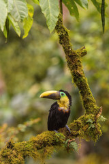 Ramphastos brevis or Choco toucan The bird is perched on the branch nice natural environment of wildlife..