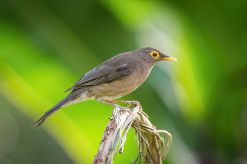 Turdus nudigenis or Spectacled thrush The bird is perched on the branch nice natural environment of wildlife of Trinidad and Tobago..
