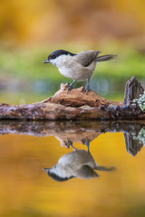 Parus palustris, Marsh tit The bird is sitting at the waterhole in the forest Reflecting on the surface Preparing for the bath Colorful backgound with some flower..