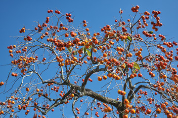 The fructiferous kaki (Japanese persimmon) tree. Japan