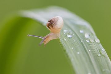 Snail lefe couple on the dry leaf in the garden with green background.Snail couple eat some food on the dry leaf.