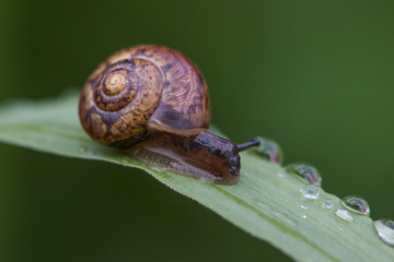 Snail lefe couple on the dry leaf in the garden with green background.Snail couple eat some food on the dry leaf.