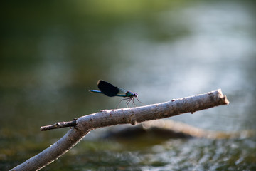 blue dragonfly outdoor on a leaf and green background