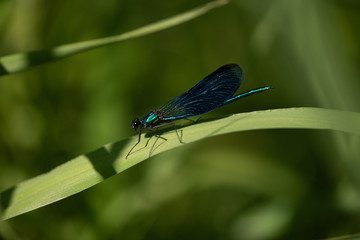 blue dragonfly outdoor on a leaf and green background