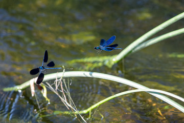 blue dragonfly outdoor on a leaf and green background