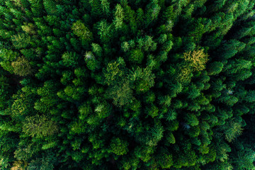 Top view of centuries old Carpathian forest trees, beautiful texture.
