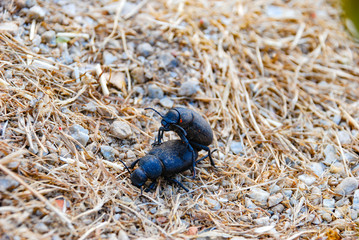 Couple of black beetles are mating on a dry grassland.
