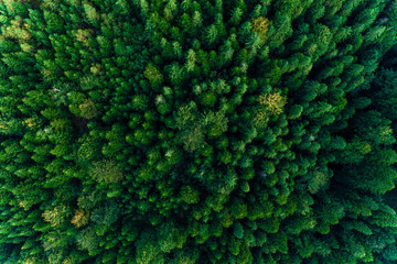 Top view of centuries old Carpathian forest trees, beautiful texture.