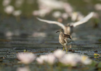 Indian Pond heron Fishing in Pond