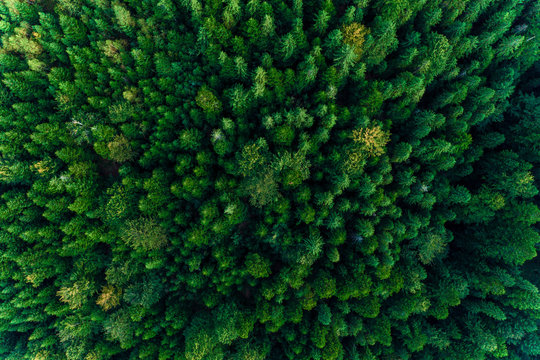 Top view of centuries old Carpathian forest trees, beautiful texture. © Niko_Dali