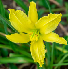 Yellow flower summer bloom