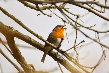 Rotkehlchen im Winter im Sonnenschein singend Erithacus rubecula
